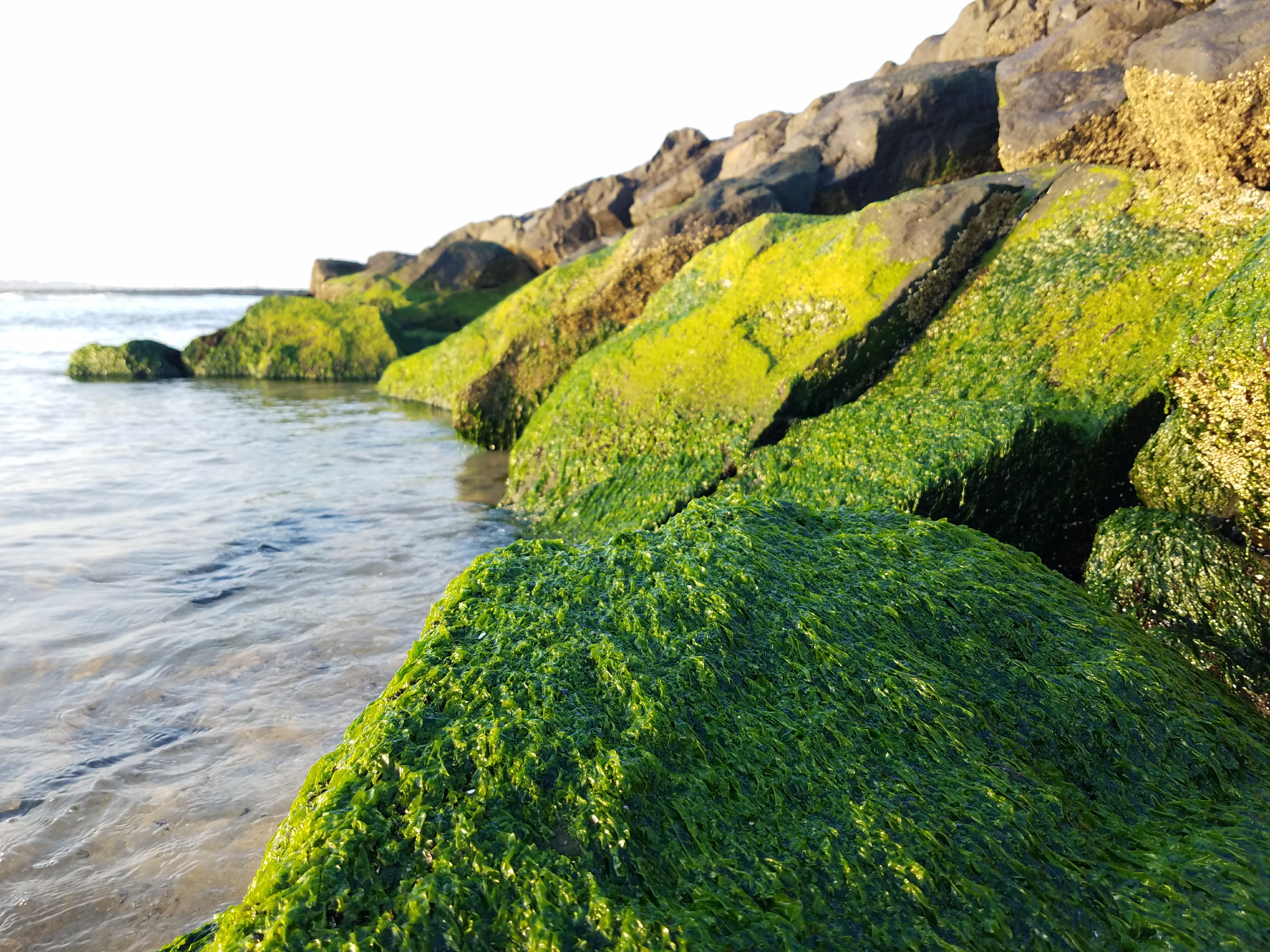 Mossy coastal rocks